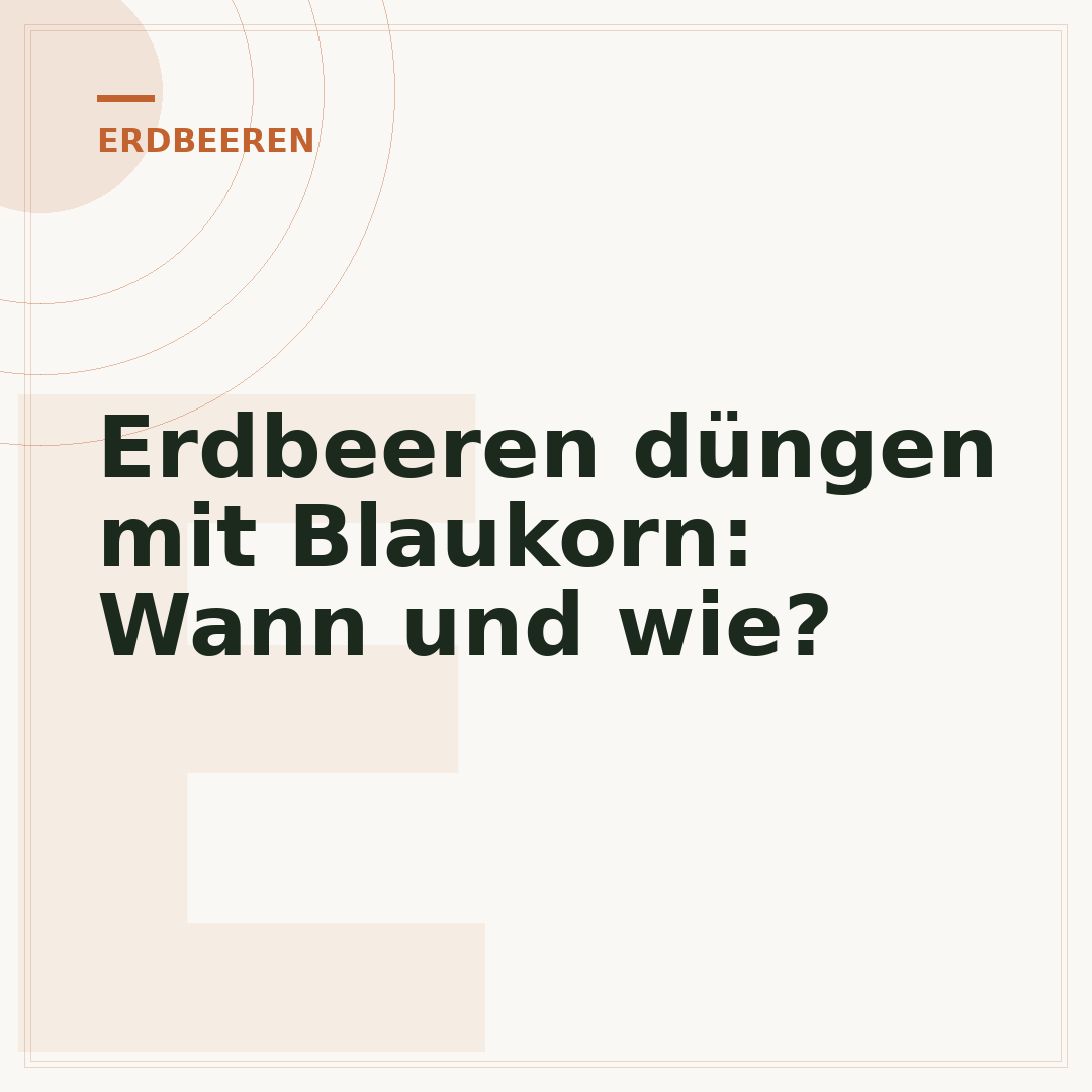 Erdbeeren düngen mit Blaukorn: Wann und wie?