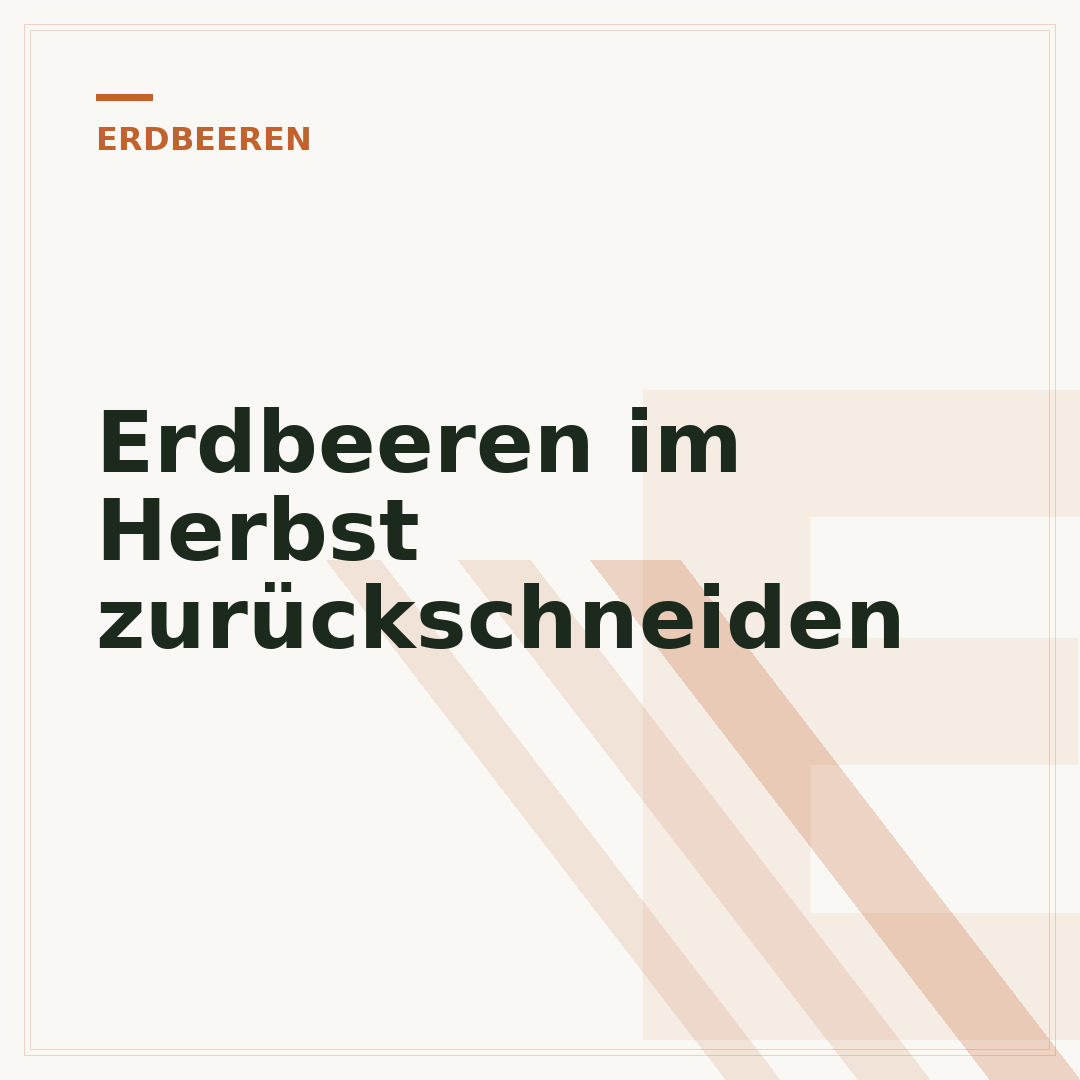 Erdbeeren im Herbst zurückschneiden