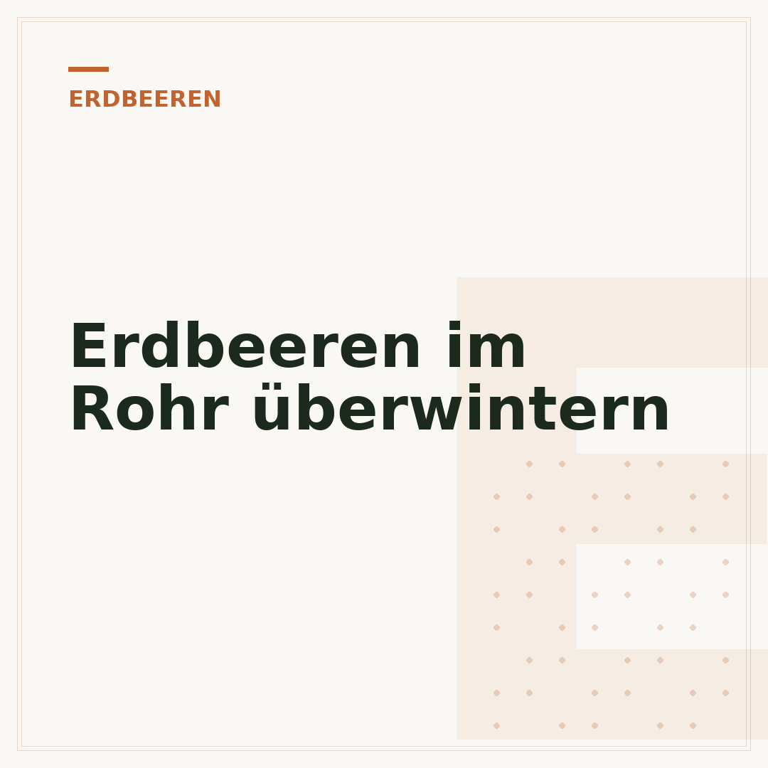 Erdbeeren im Rohr überwintern