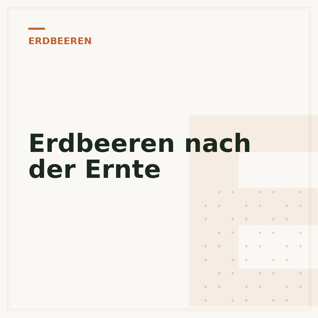 Erdbeeren nach der Ernte