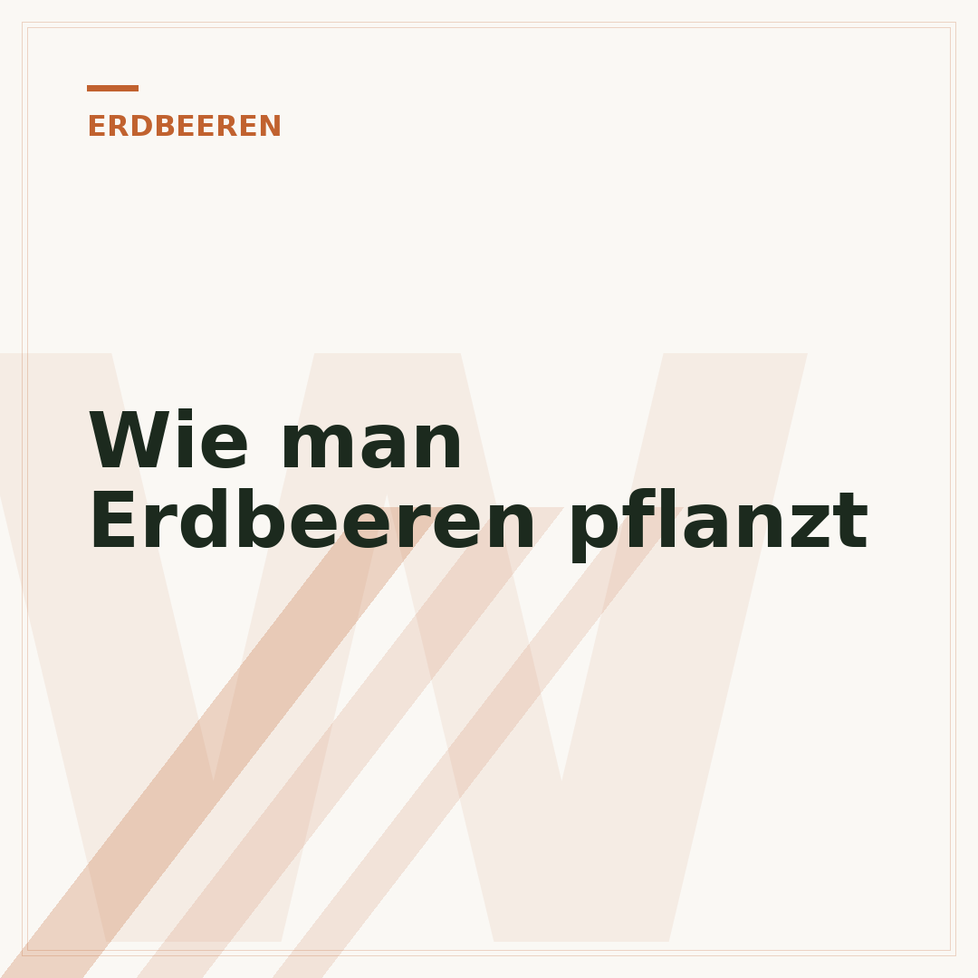 Wie man Erdbeeren pflanzt
