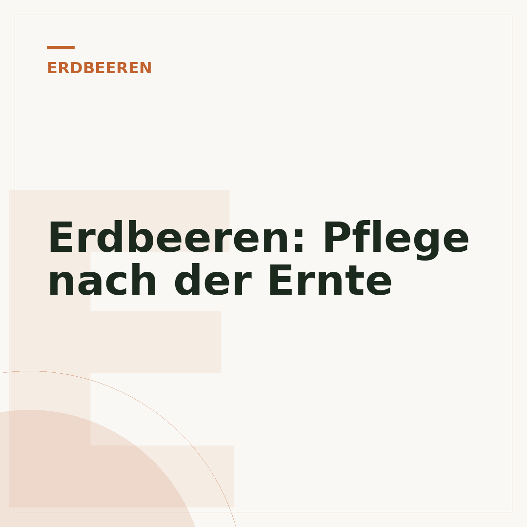 Erdbeeren: Pflege nach der Ernte