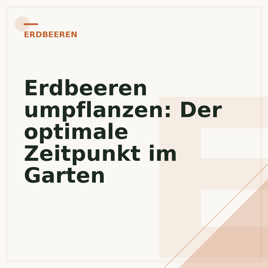 Erdbeeren umpflanzen: Der optimale Zeitpunkt im Garten