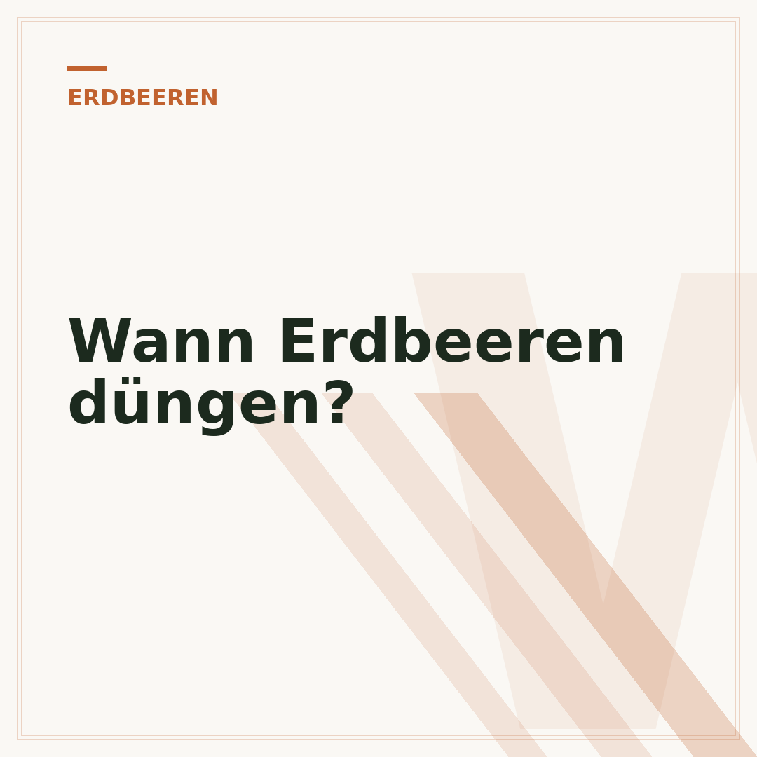 Wann Erdbeeren düngen?
