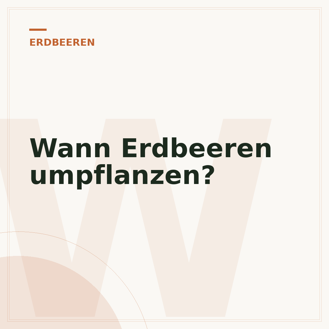 Wann Erdbeeren umpflanzen?