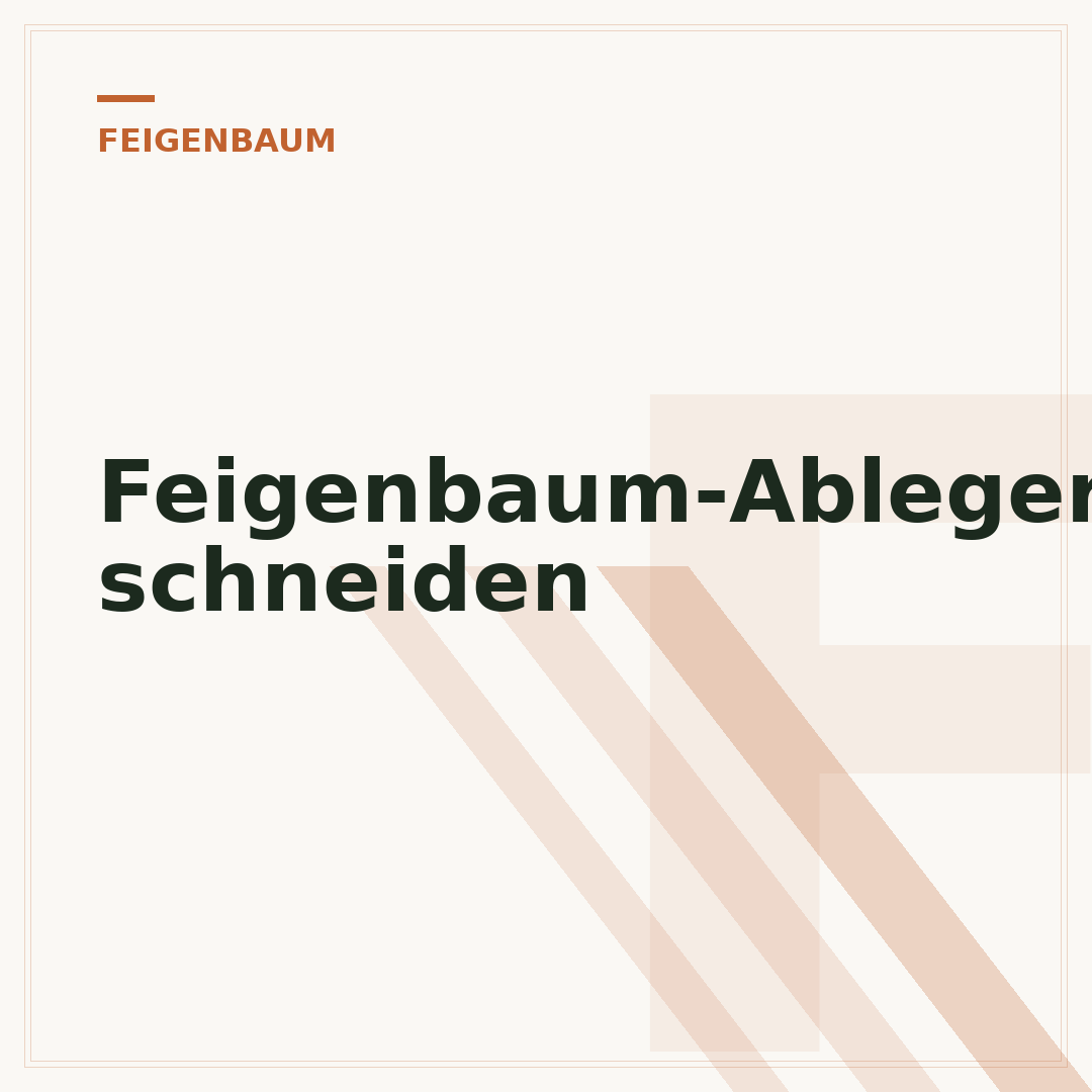 Feigenbaum-Ableger schneiden