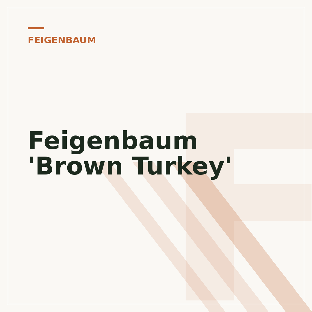 Feigenbaum 'Brown Turkey'