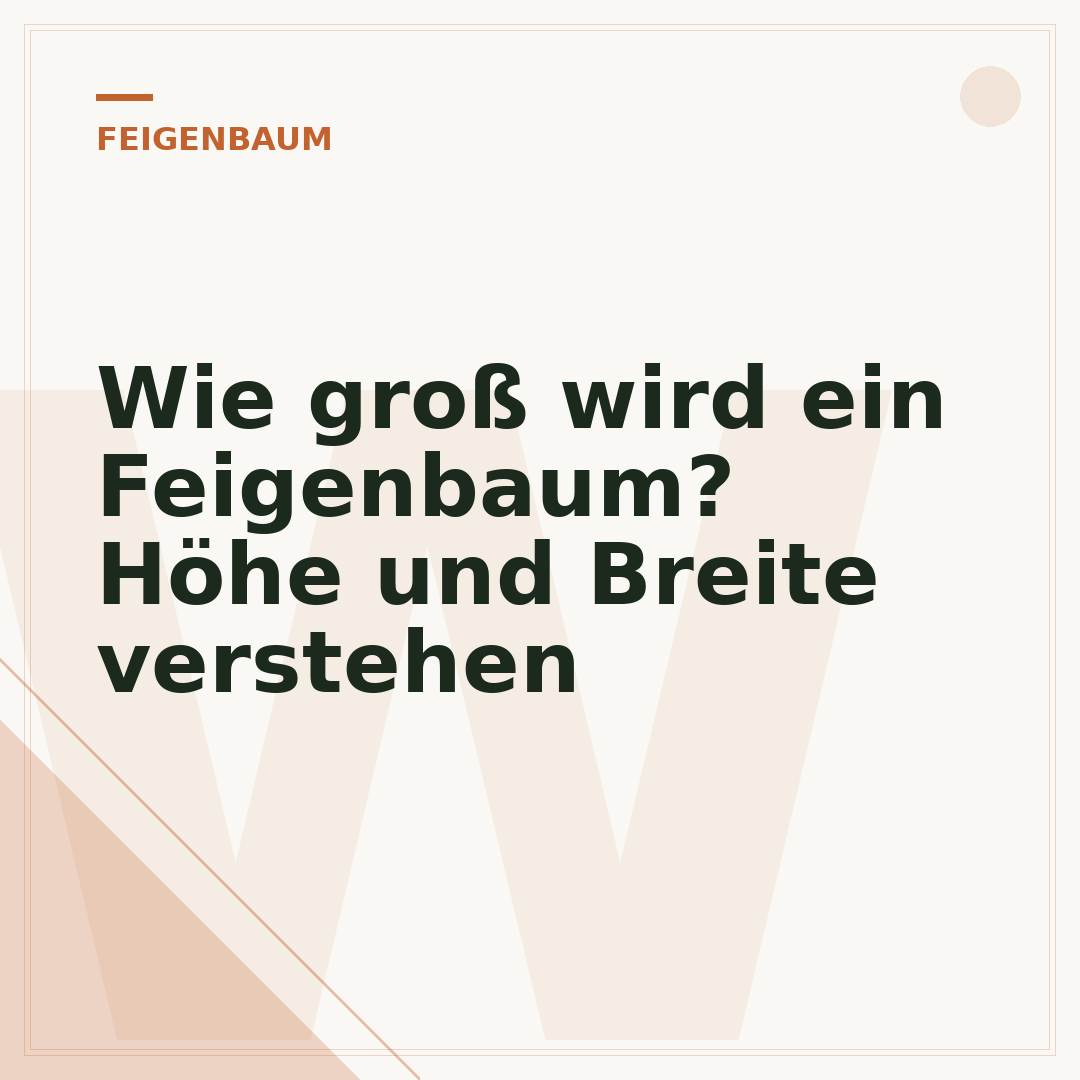 Wie groß wird ein Feigenbaum? Höhe und Breite verstehen