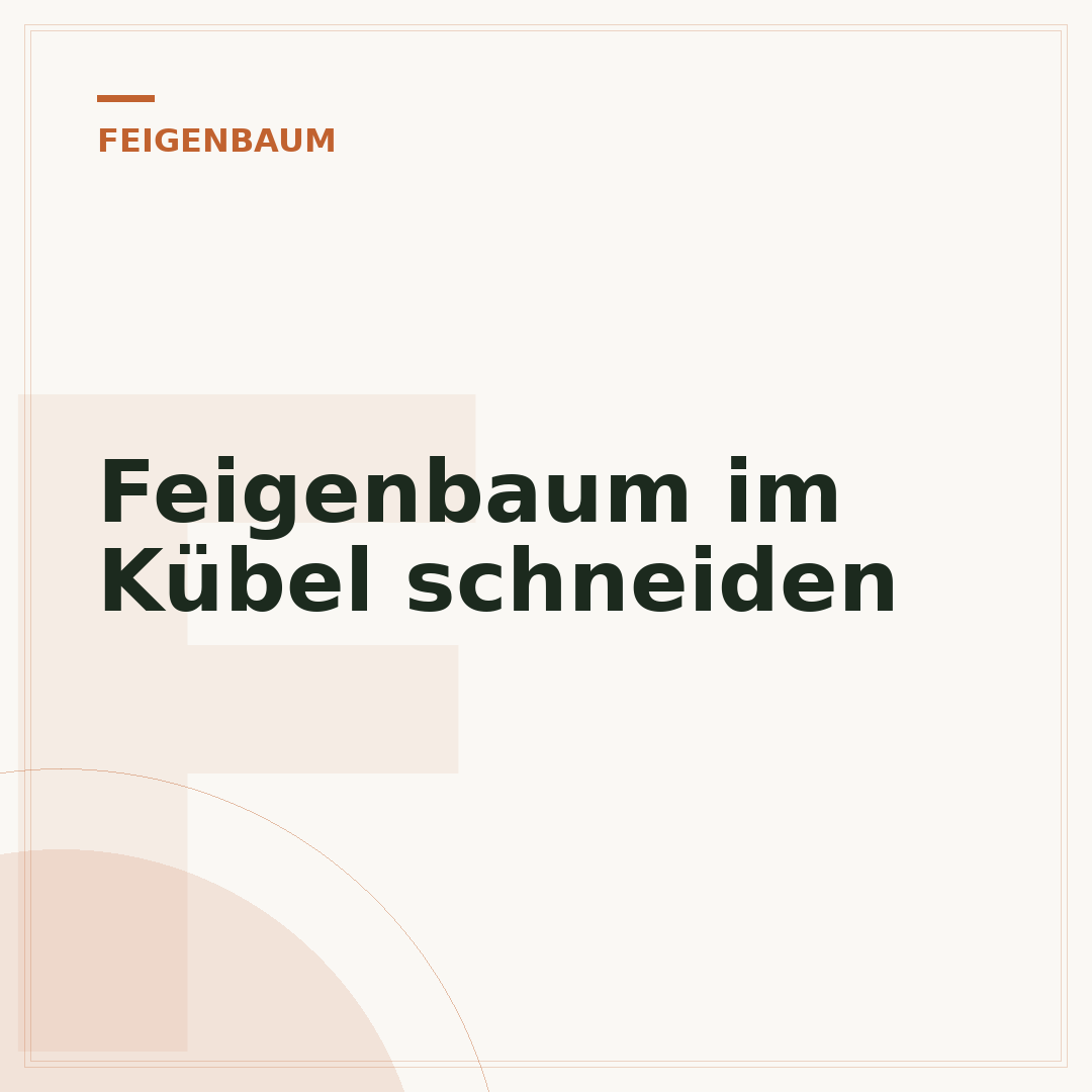 Feigenbaum im Kübel schneiden