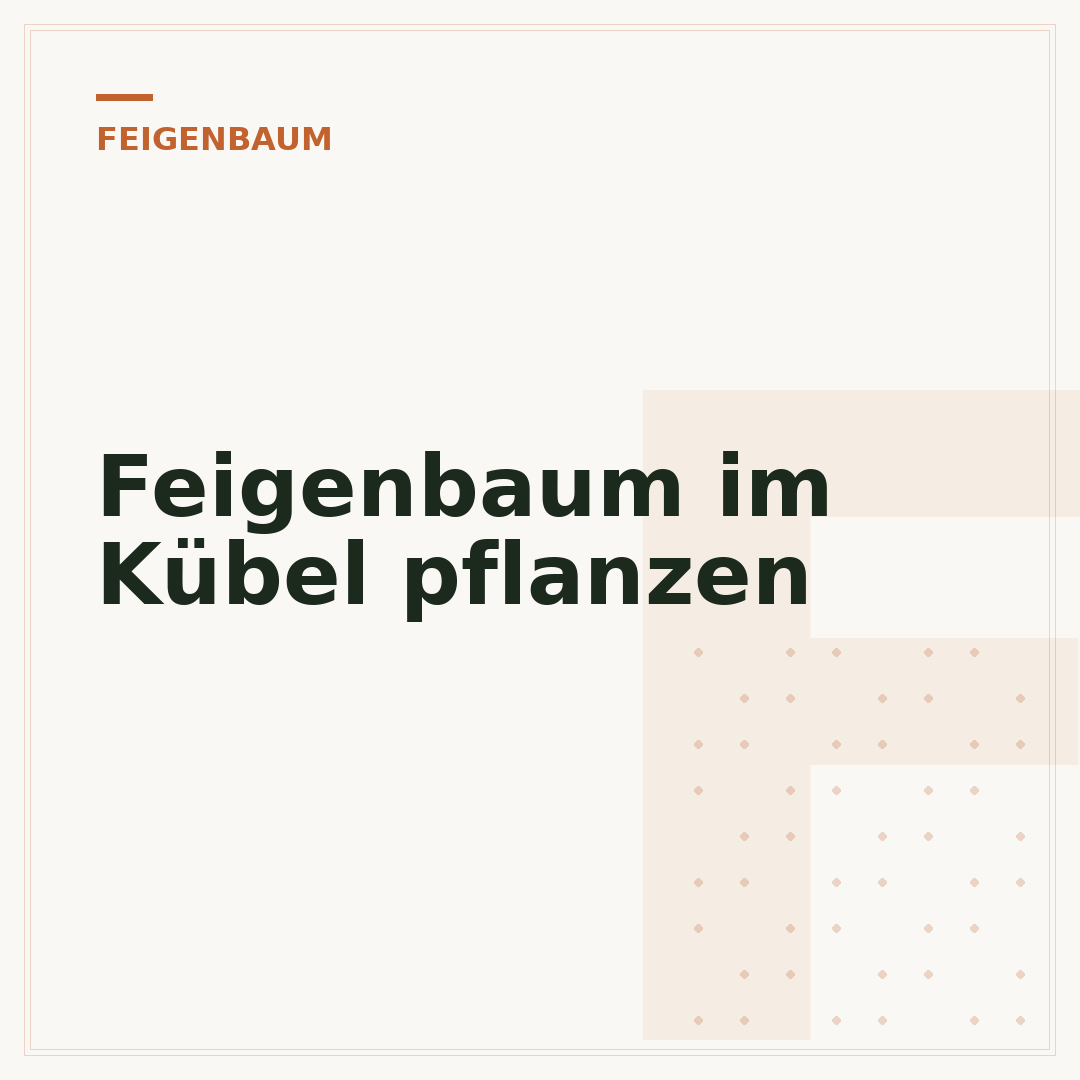 Feigenbaum im Kübel pflanzen