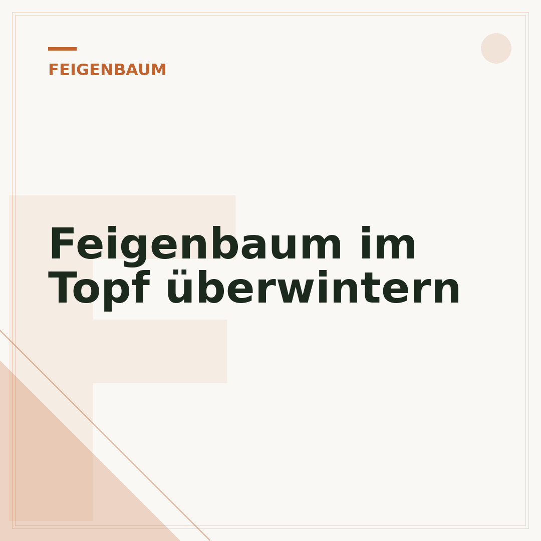 Feigenbaum im Topf überwintern