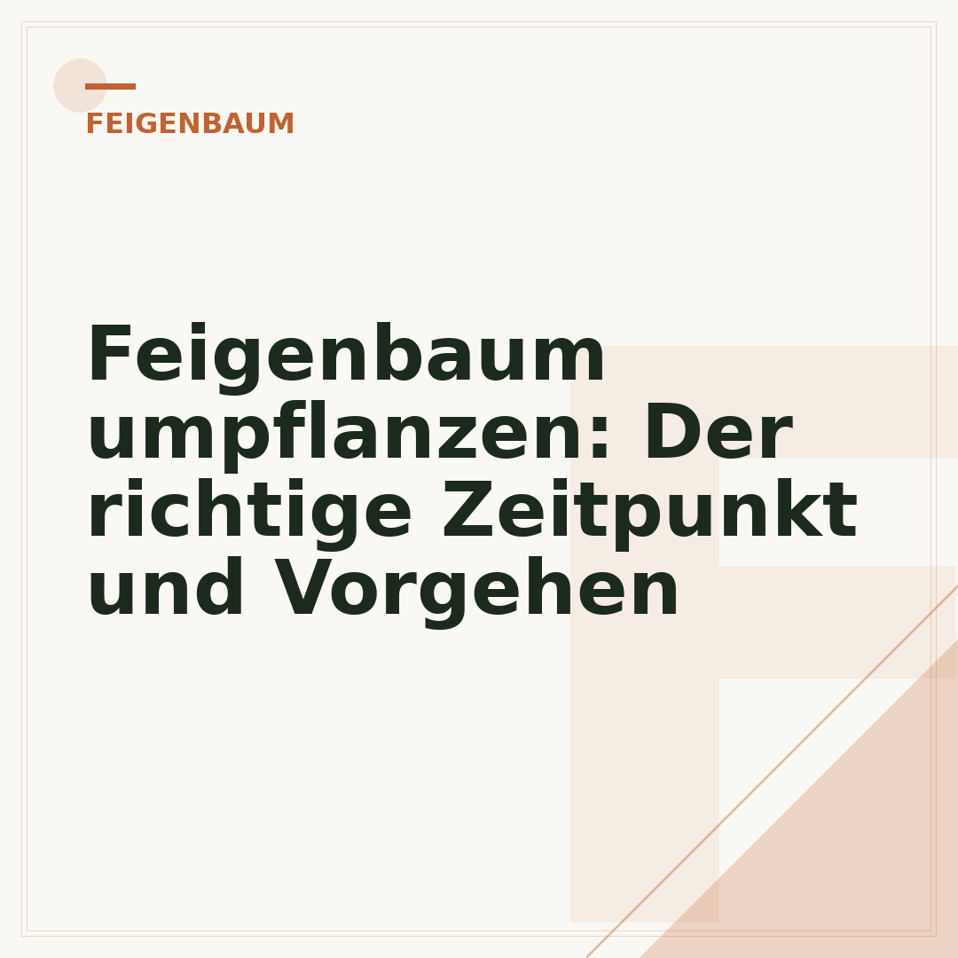 Feigenbaum umpflanzen: Der richtige Zeitpunkt und Vorgehen