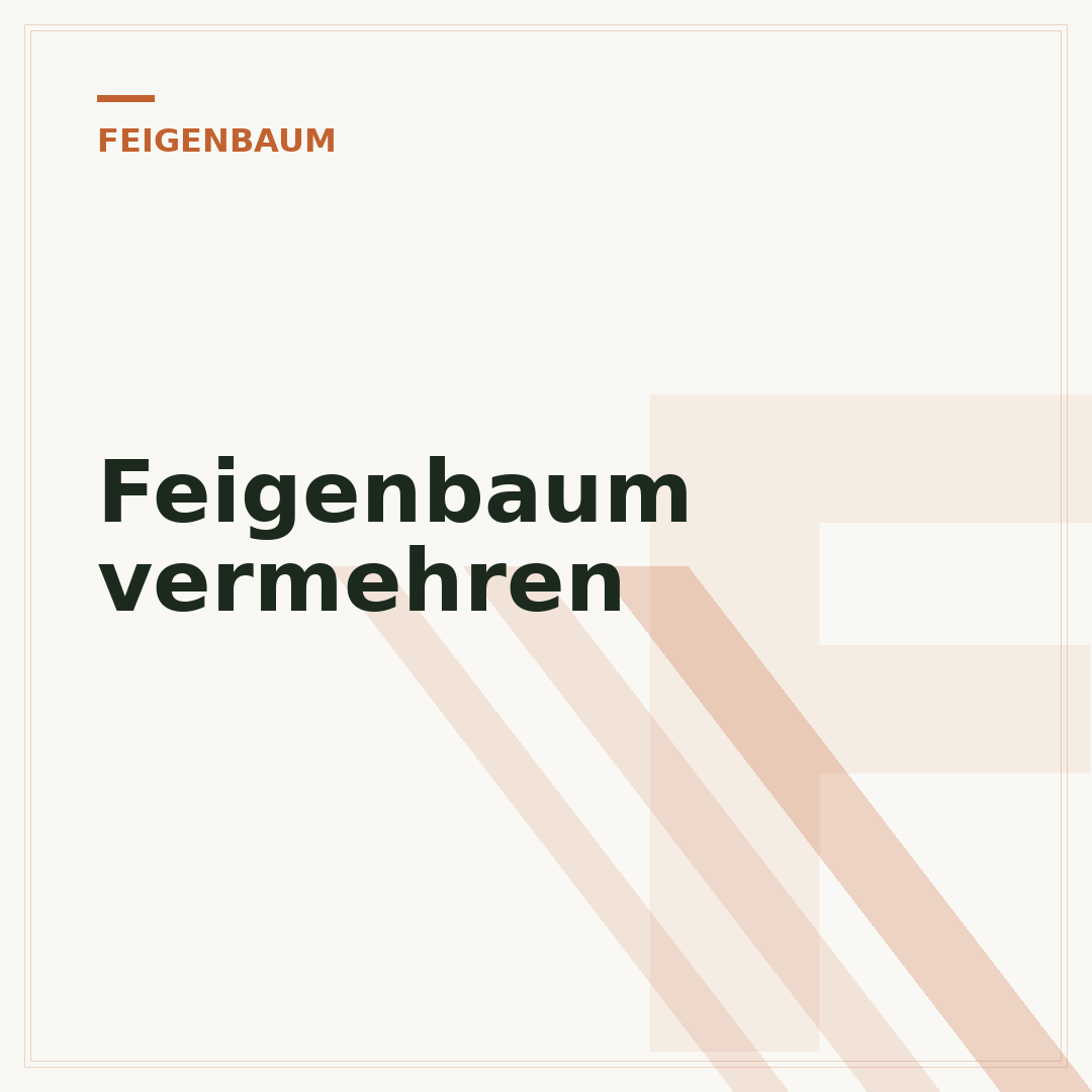 Feigenbaum vermehren