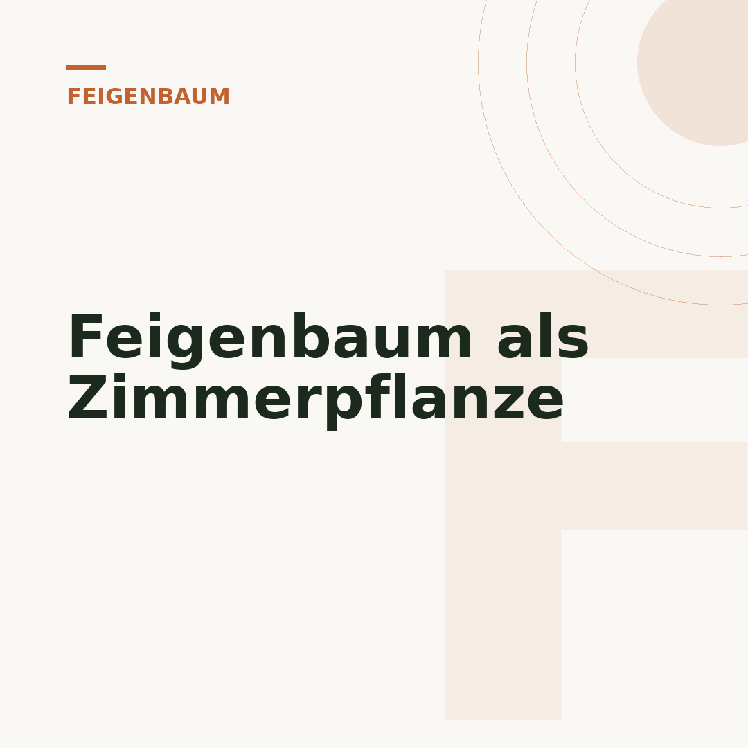 Feigenbaum als Zimmerpflanze
