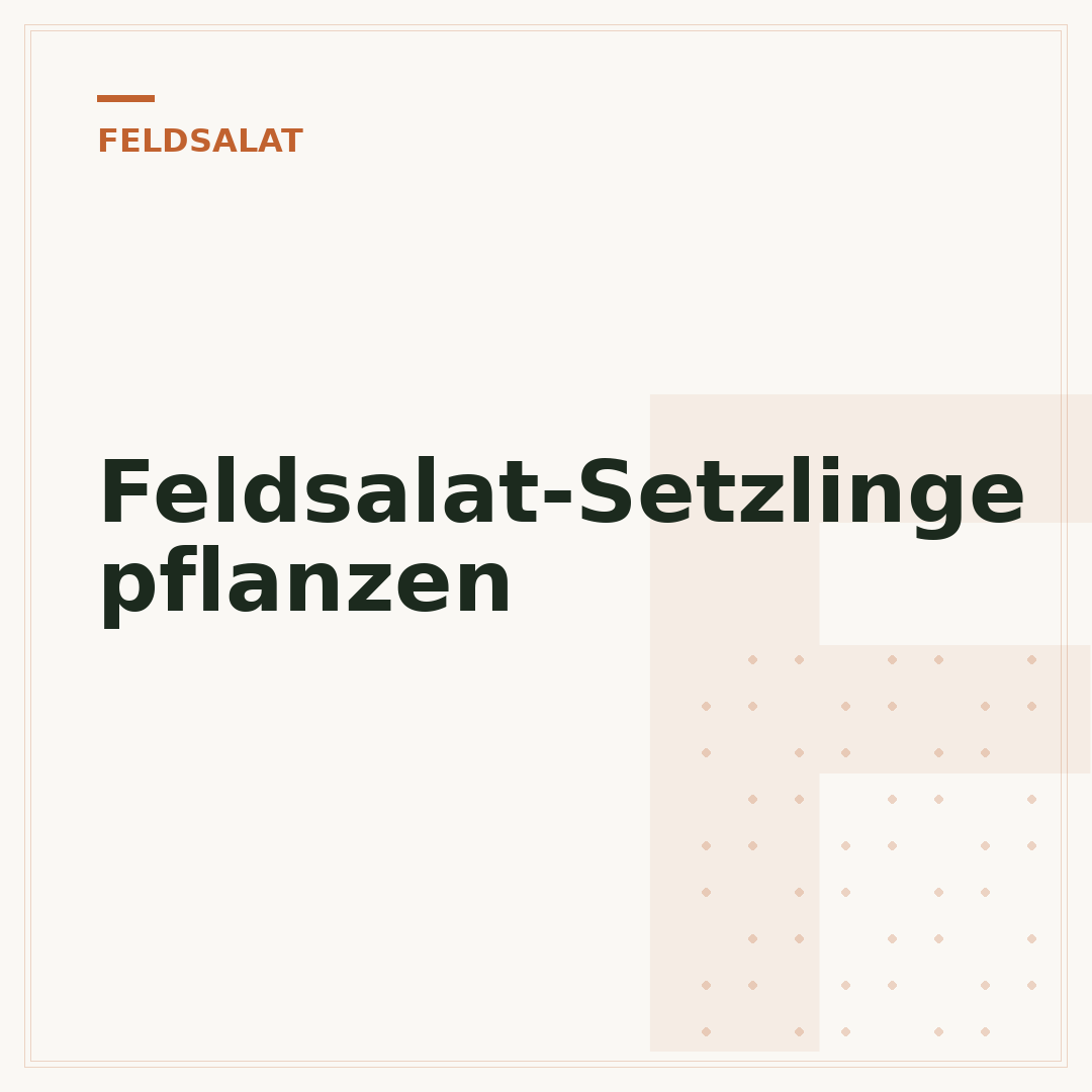 Feldsalat-Setzlinge pflanzen
