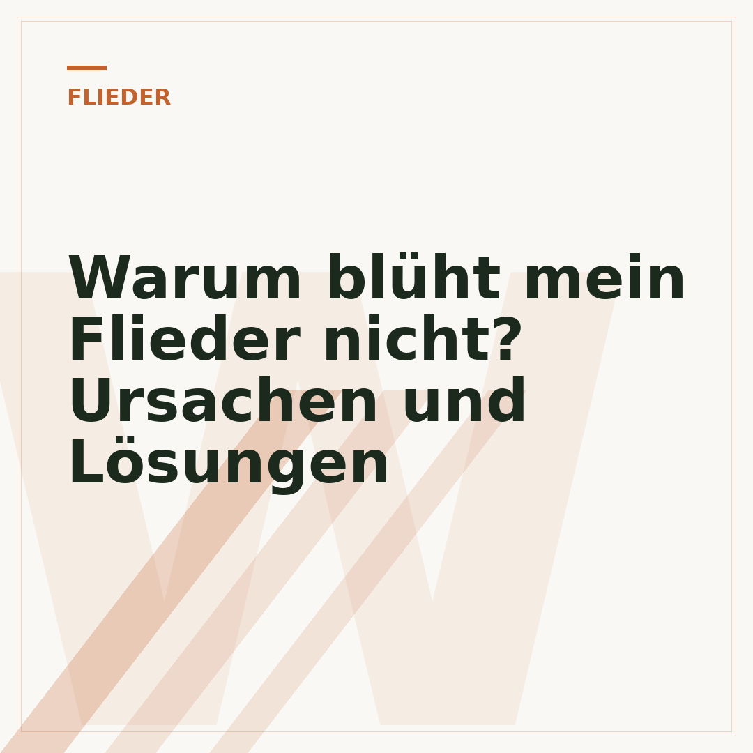 Warum blüht mein Flieder nicht? Ursachen und Lösungen