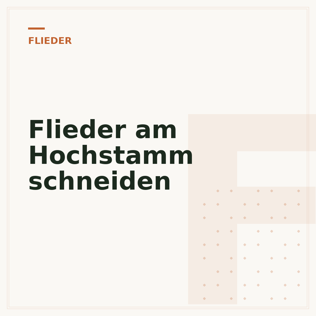 Flieder am Hochstamm schneiden