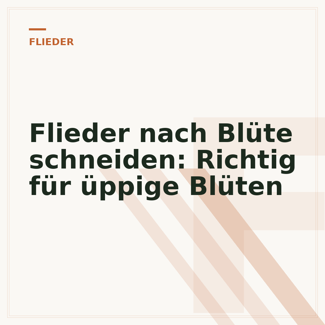 Flieder nach Blüte schneiden: Richtig für üppige Blüten