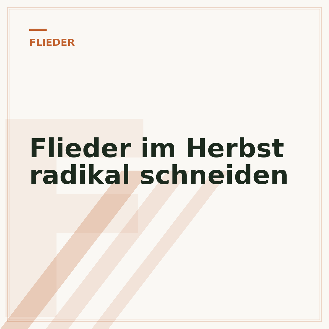 Flieder im Herbst radikal schneiden