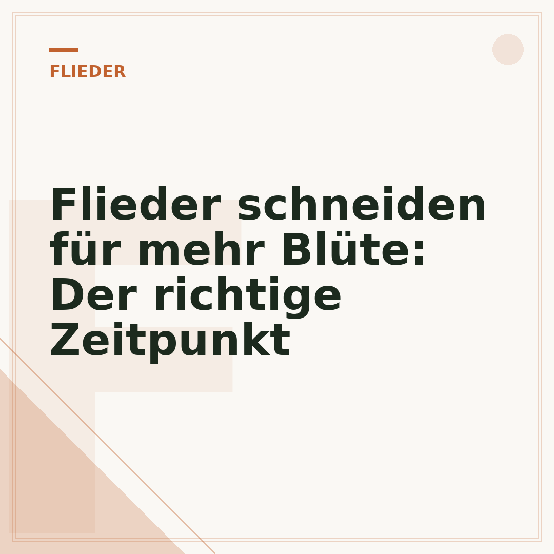 Flieder schneiden für mehr Blüte: Der richtige Zeitpunkt