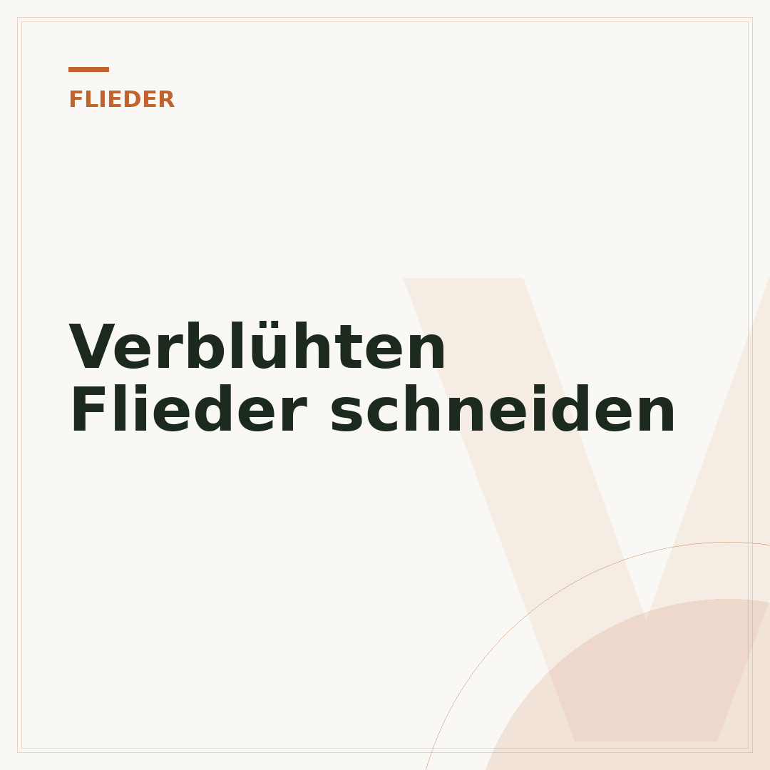 Verblühten Flieder schneiden