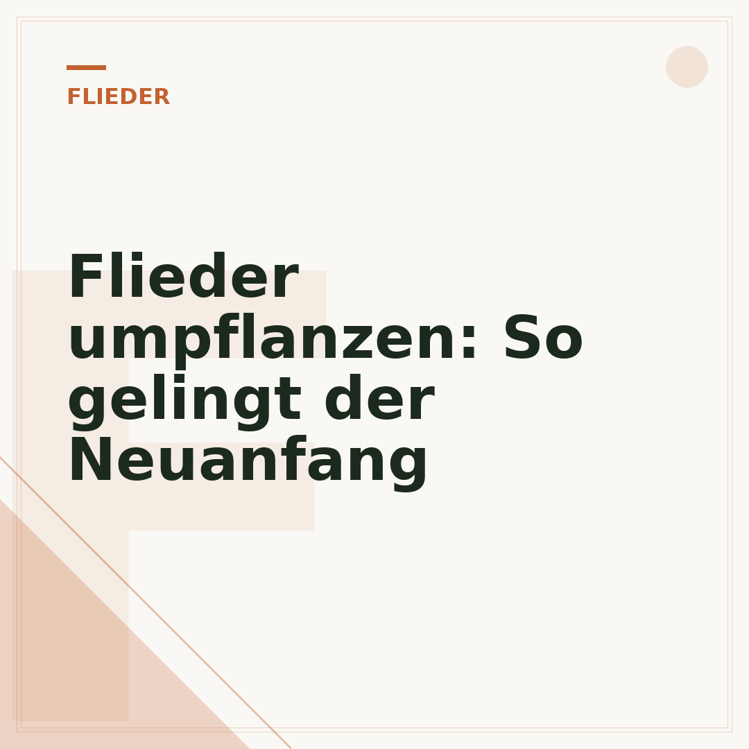 Flieder umpflanzen: So gelingt der Neuanfang