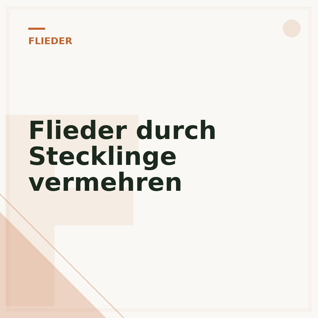 Flieder durch Stecklinge vermehren