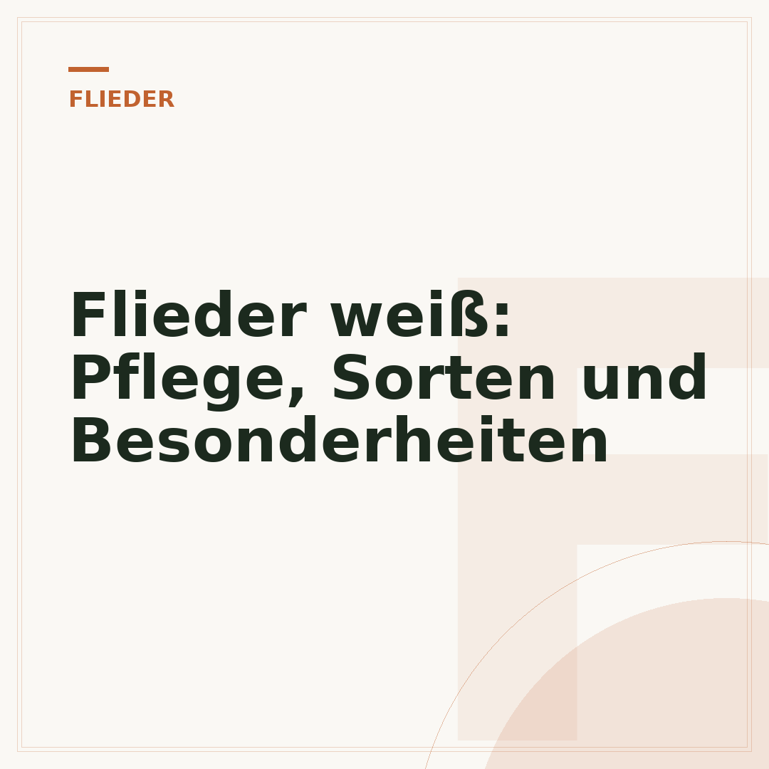 Flieder weiß: Pflege, Sorten und Besonderheiten