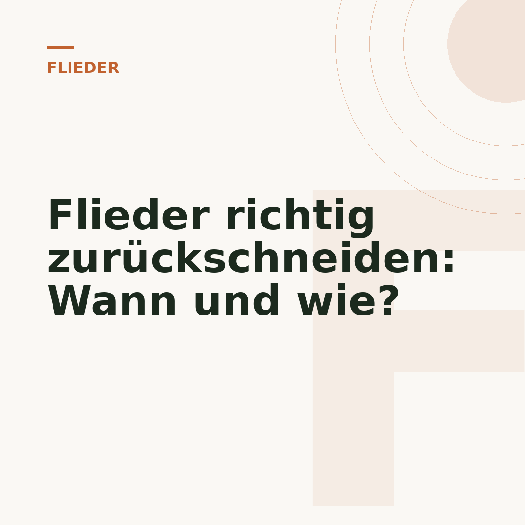 Flieder richtig zurückschneiden: Wann und wie?