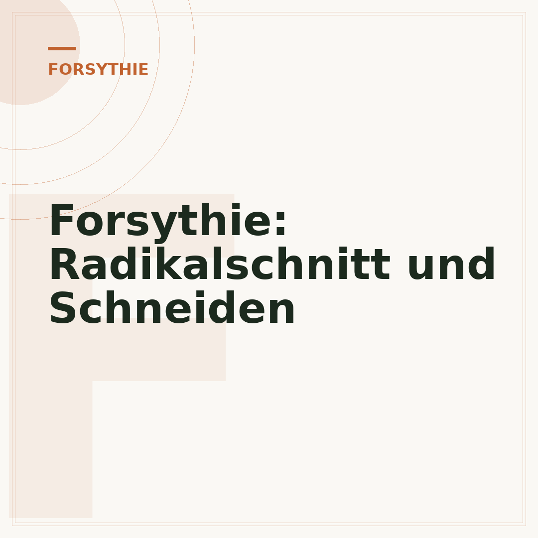 Forsythie: Radikalschnitt und Schneiden