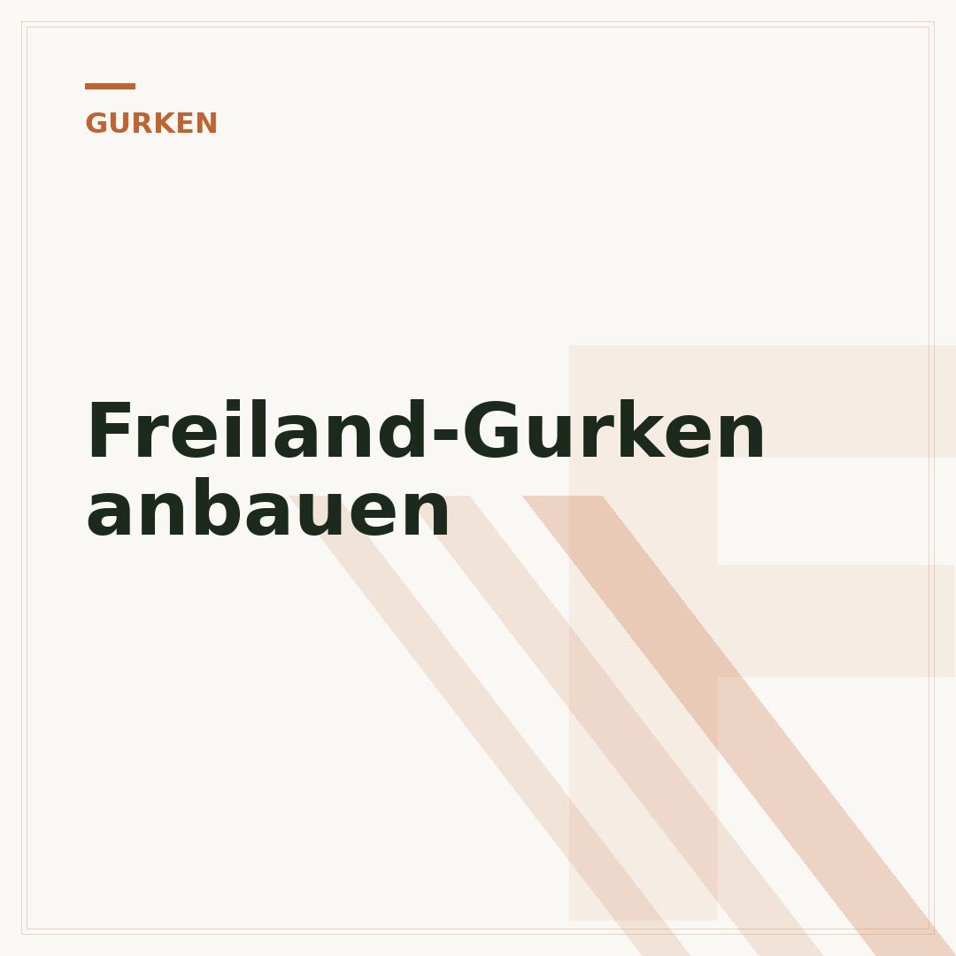 Freiland-Gurken anbauen