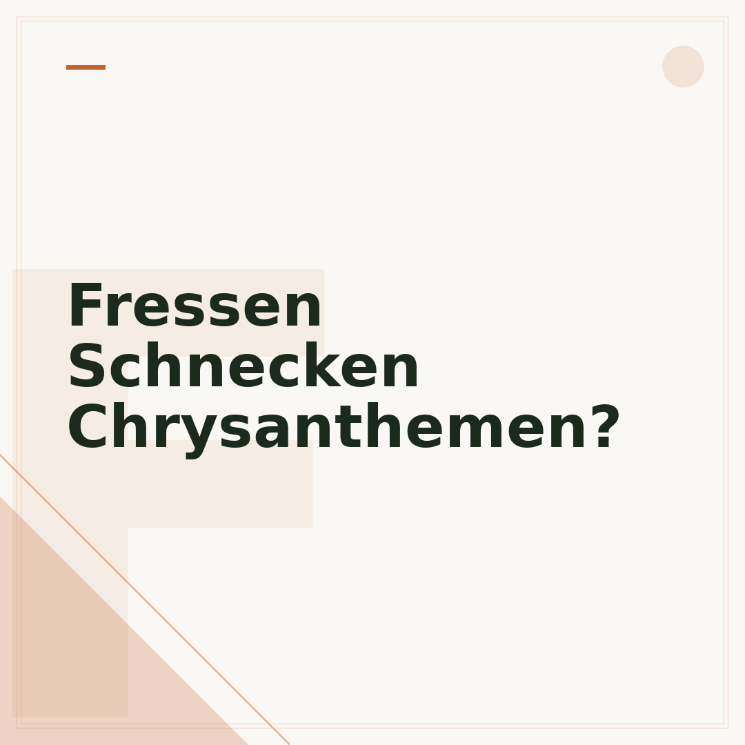 Fressen Schnecken Chrysanthemen?