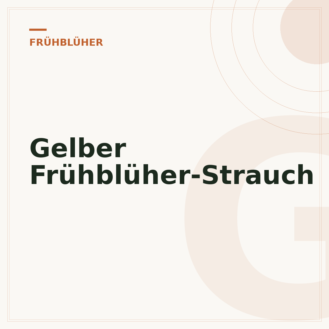 Gelber Frühblüher-Strauch