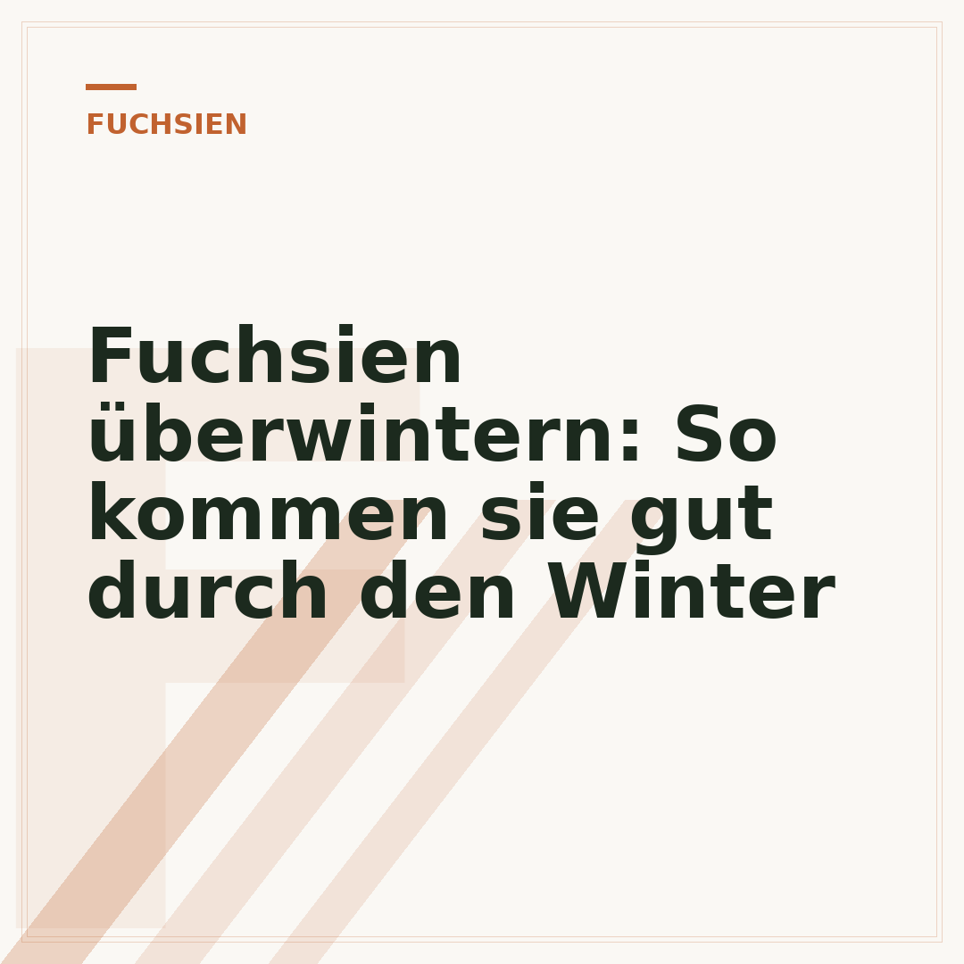 Fuchsien überwintern: So kommen sie gut durch den Winter