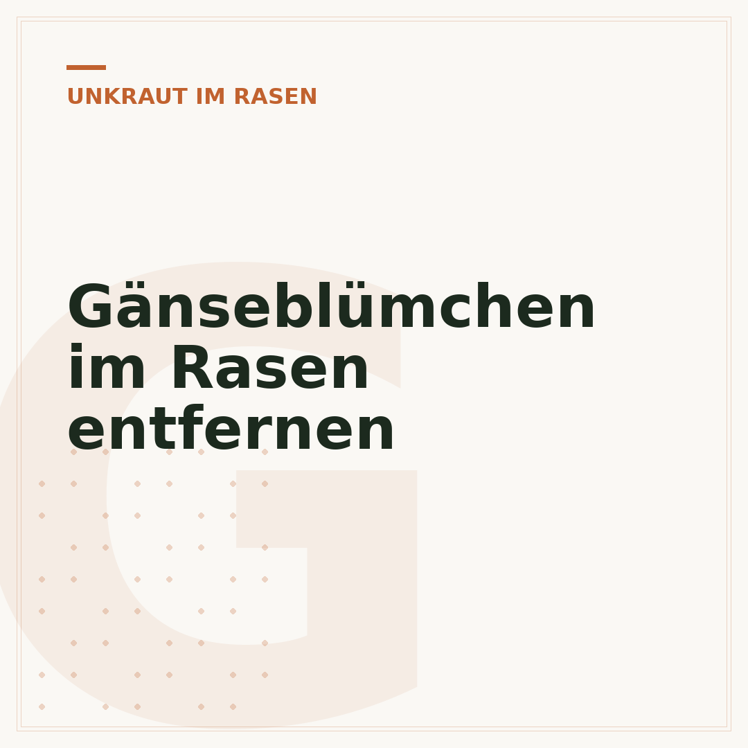 Gänseblümchen im Rasen entfernen