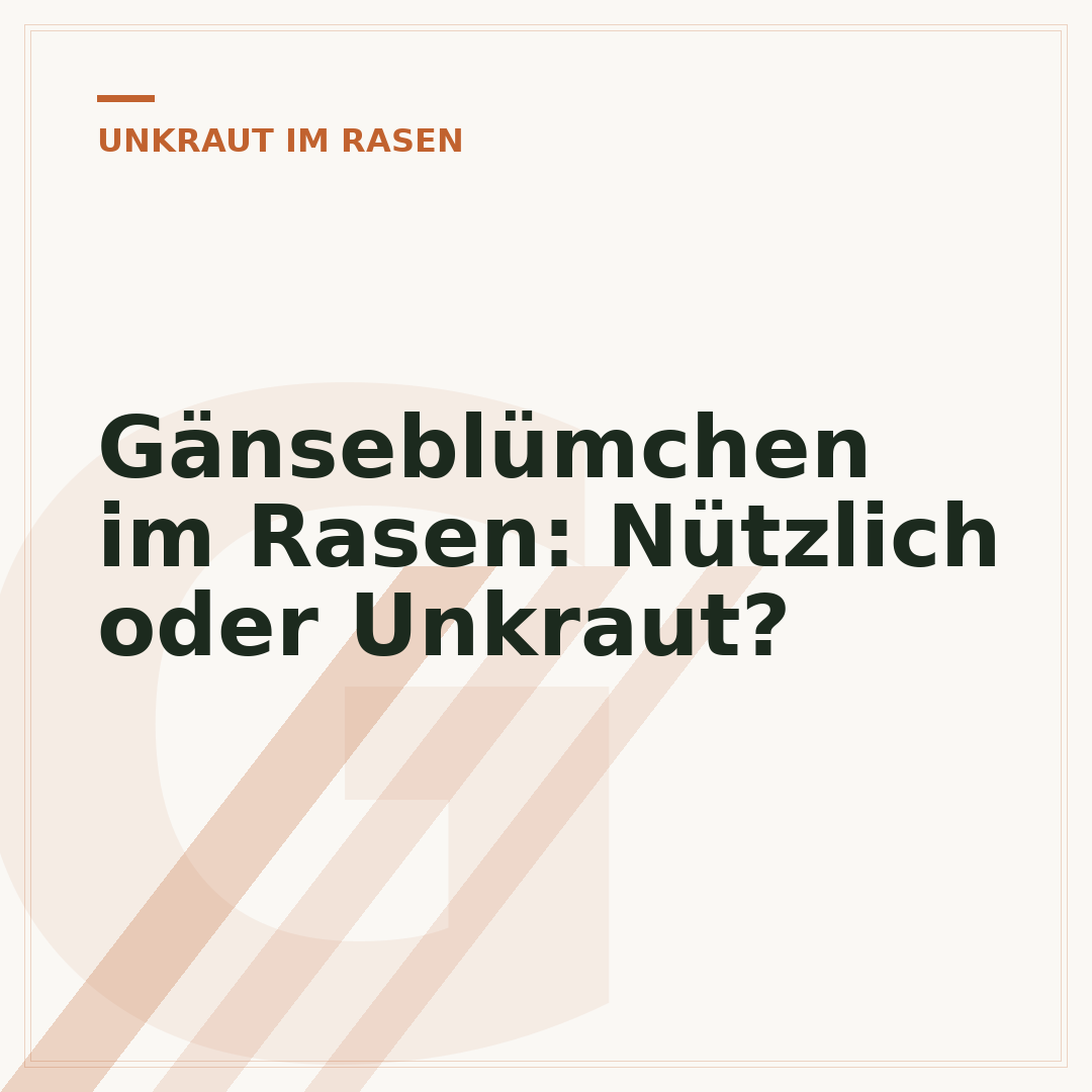 Gänseblümchen im Rasen: Nützlich oder Unkraut?