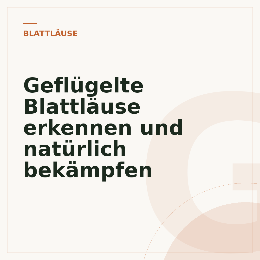 Geflügelte Blattläuse erkennen und natürlich bekämpfen