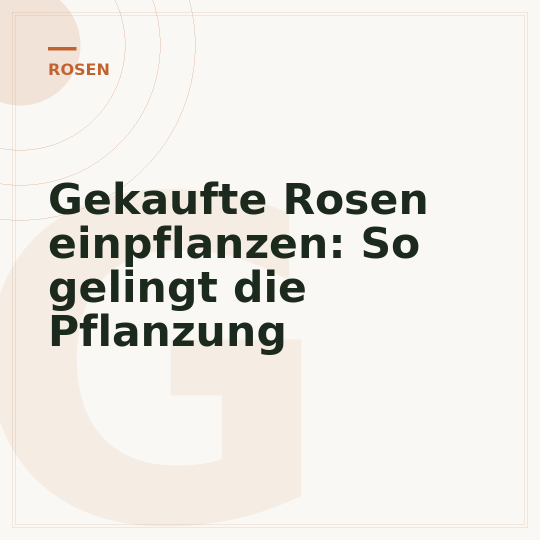 Gekaufte Rosen einpflanzen: So gelingt die Pflanzung