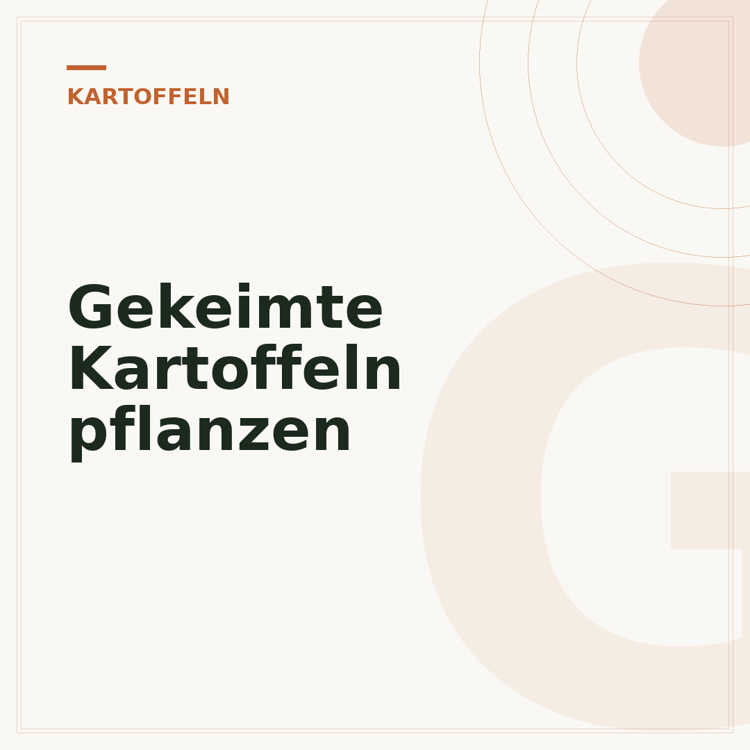 Gekeimte Kartoffeln pflanzen