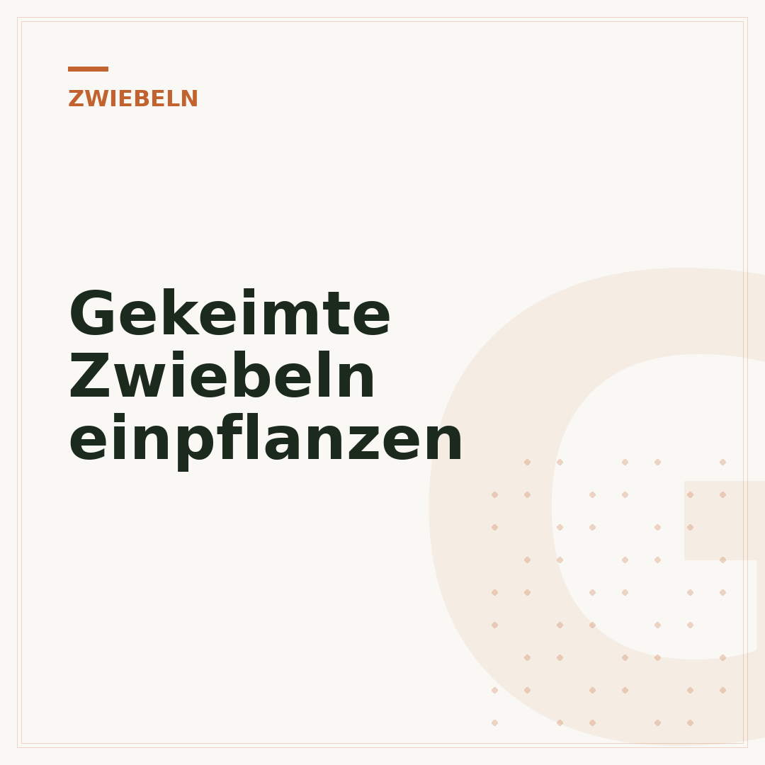 Gekeimte Zwiebeln einpflanzen