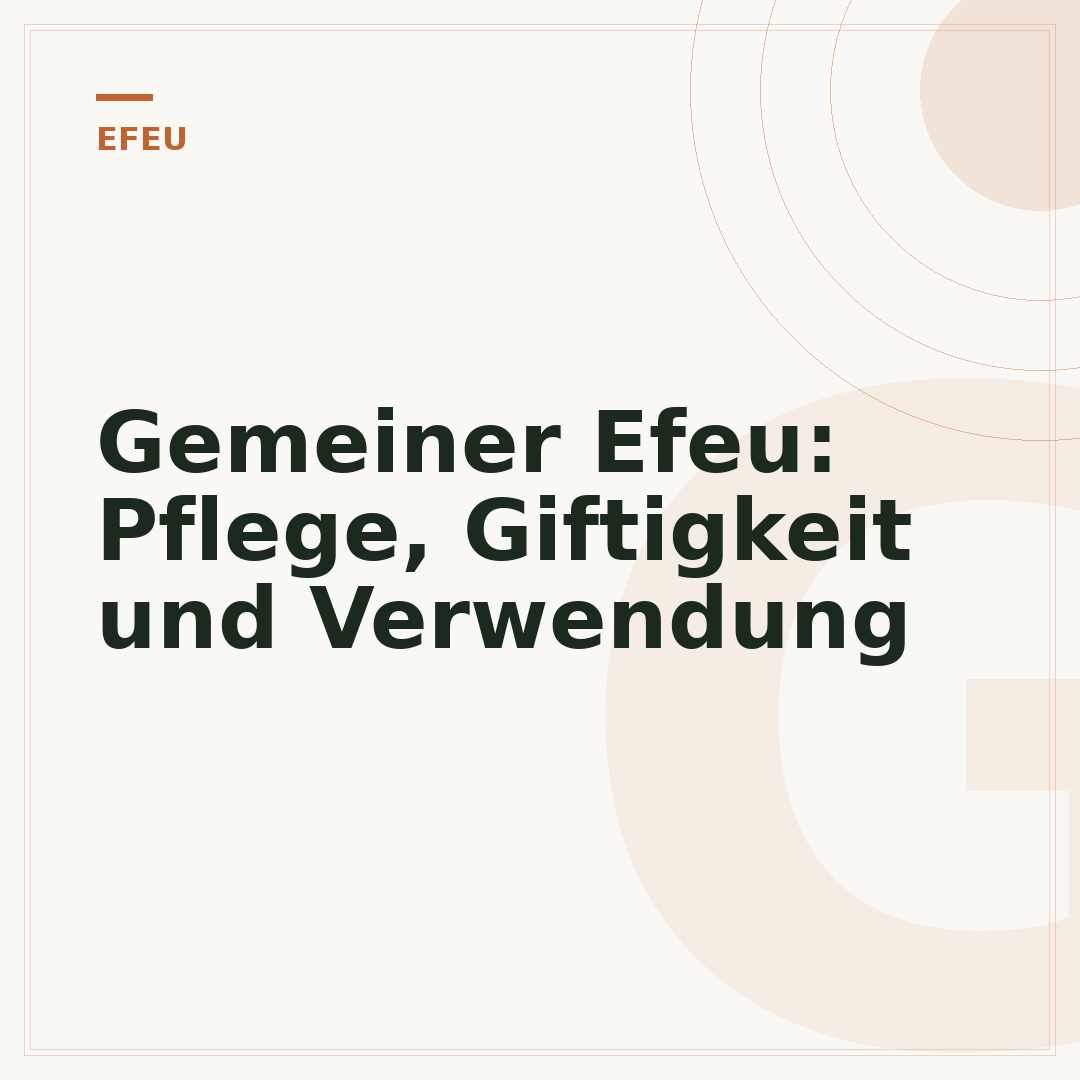 Gemeiner Efeu: Pflege, Giftigkeit und Verwendung