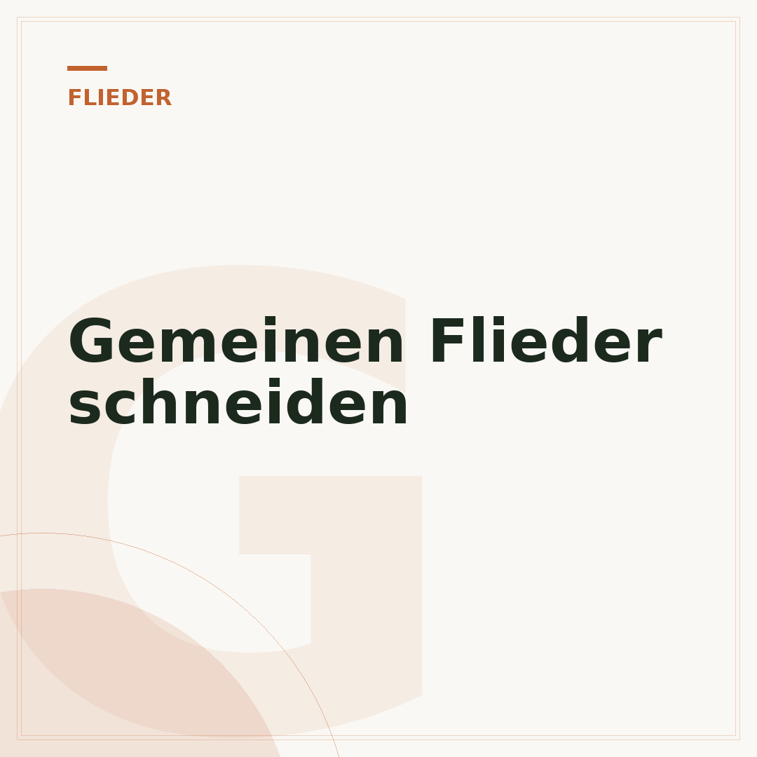 Gemeinen Flieder schneiden