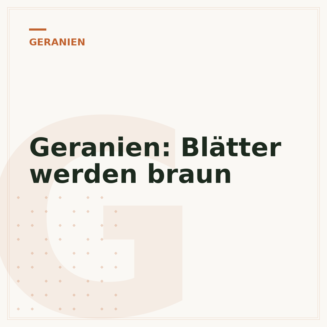 Geranien: Blätter werden braun