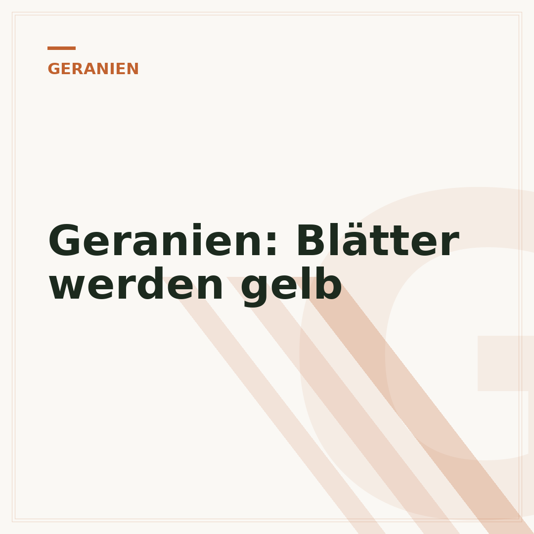 Geranien: Blätter werden gelb
