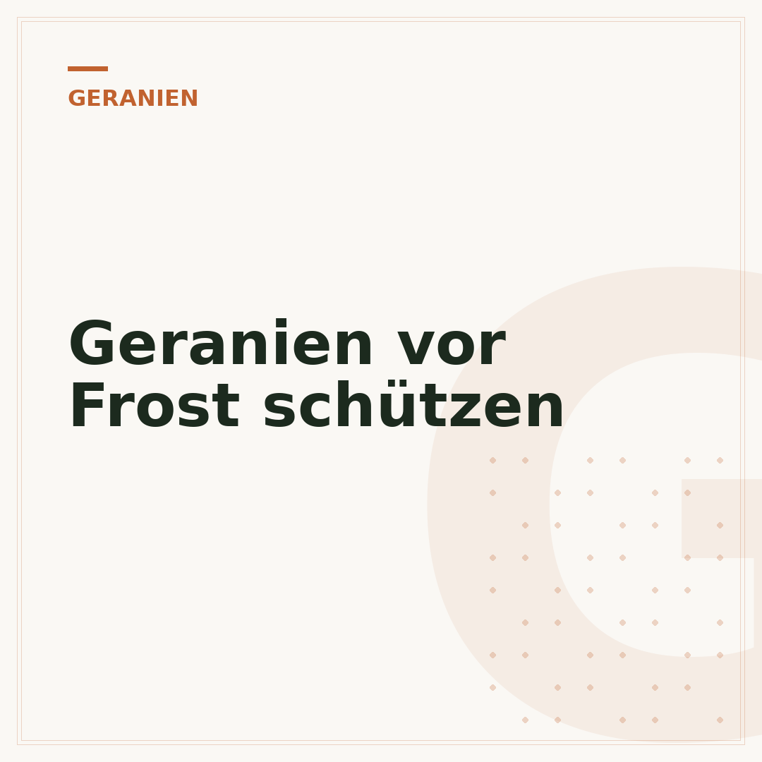 Geranien vor Frost schützen