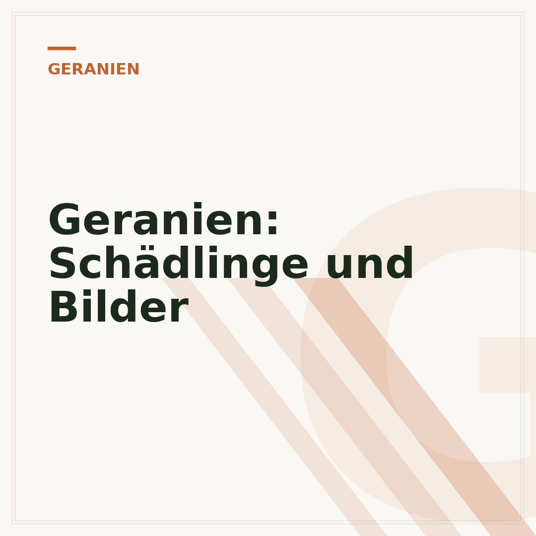 Geranien: Schädlinge und Bilder