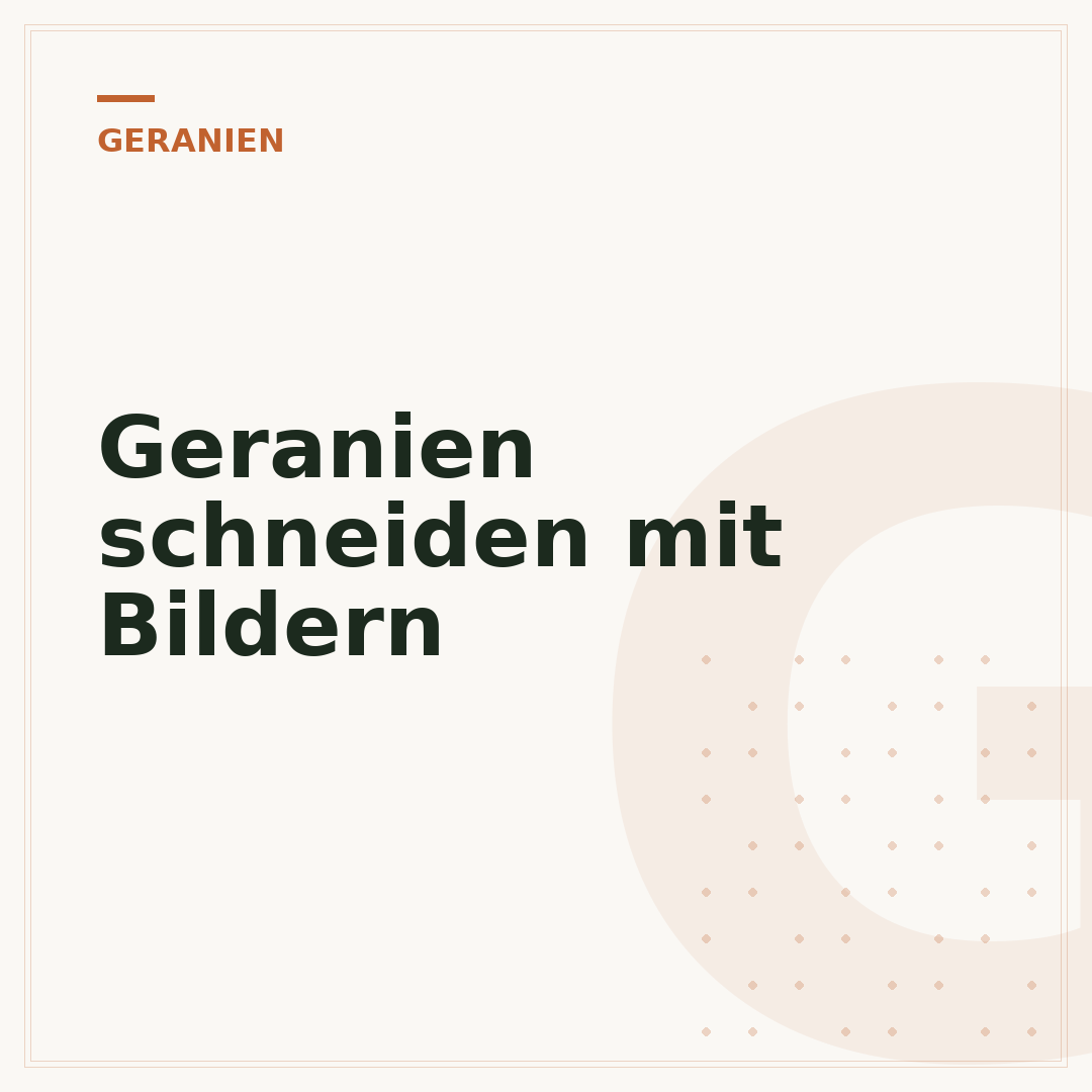 Geranien schneiden mit Bildern