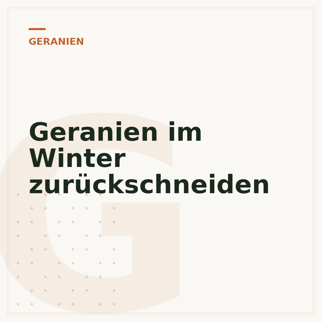 Geranien im Winter zurückschneiden