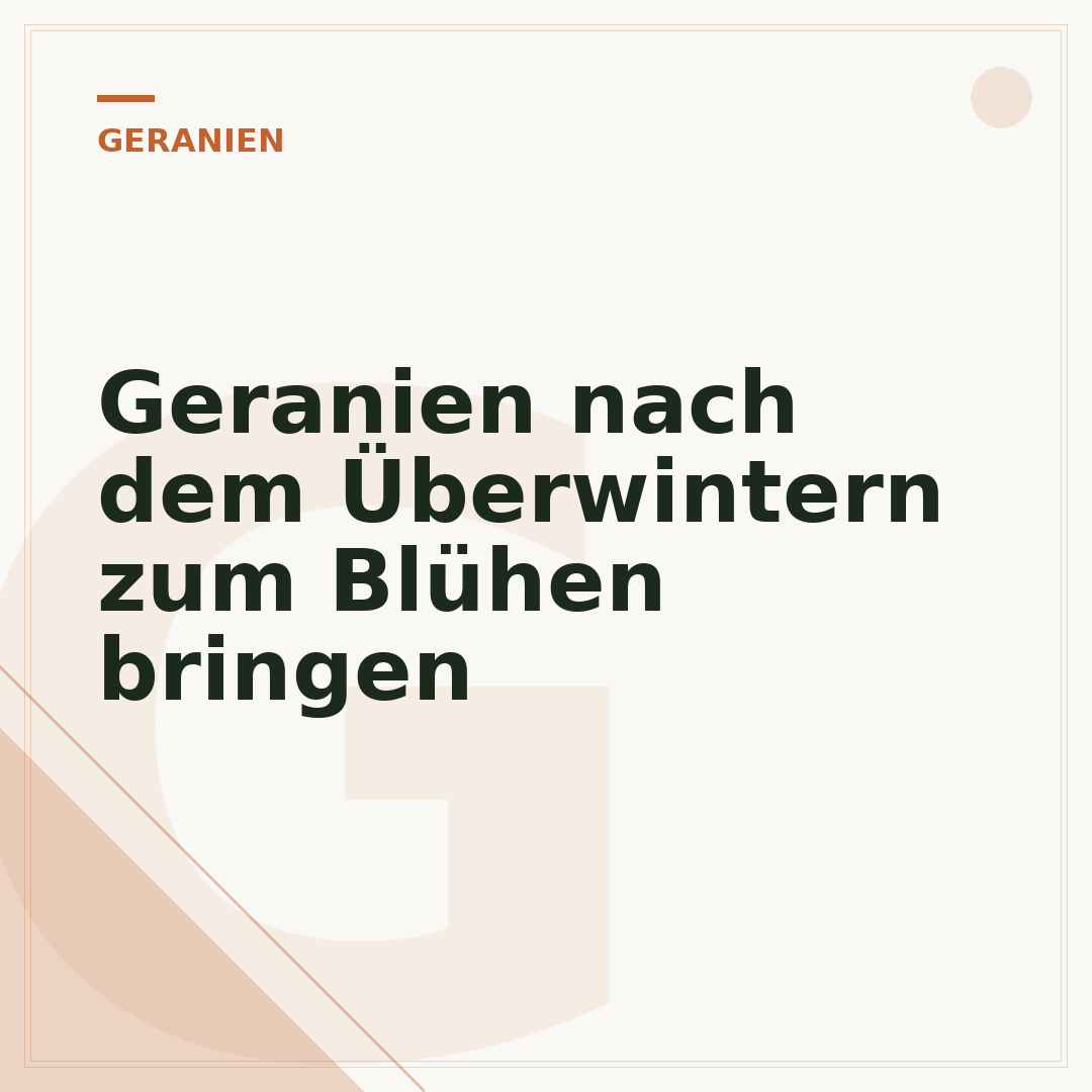 Geranien nach dem Überwintern zum Blühen bringen