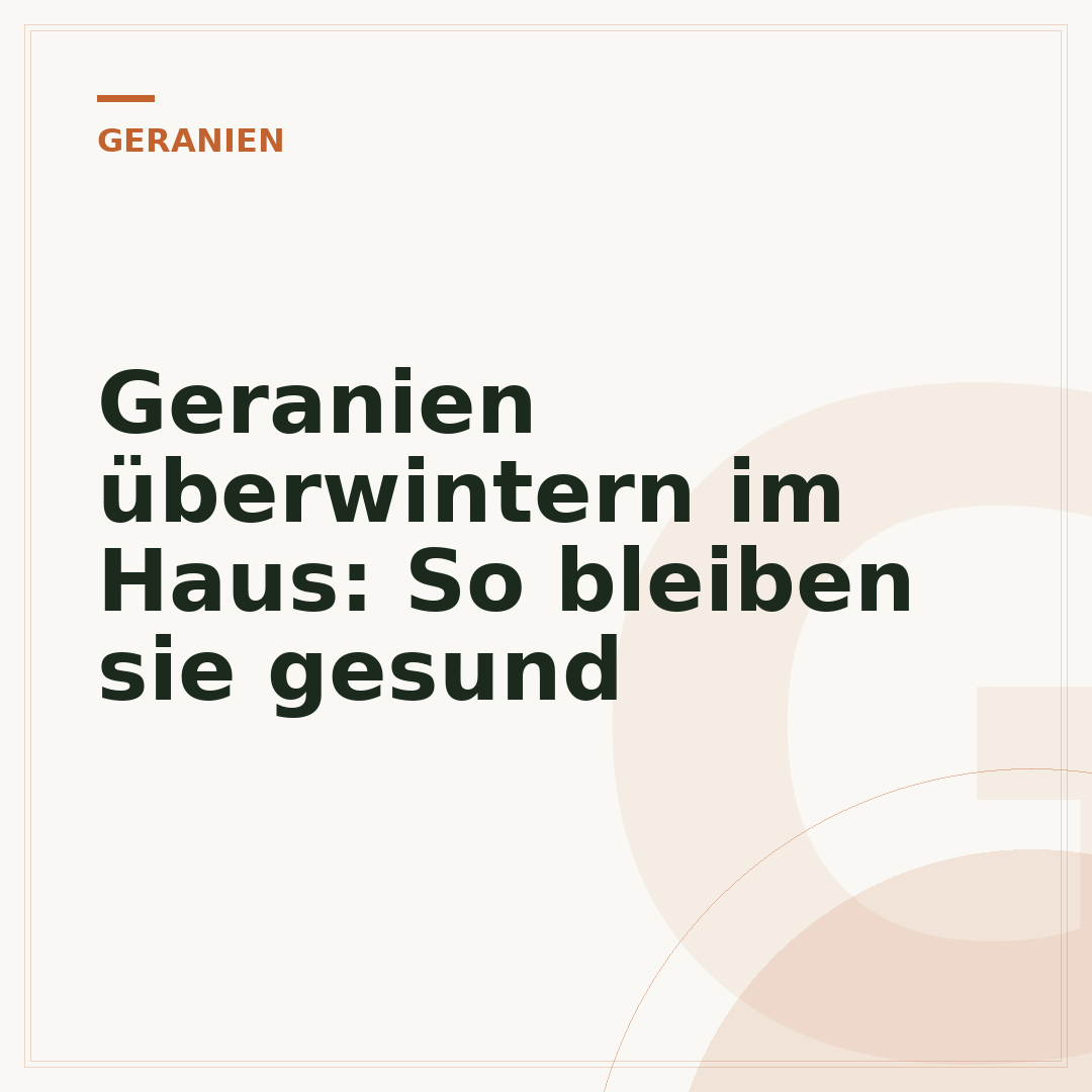 Geranien überwintern im Haus: So bleiben sie gesund